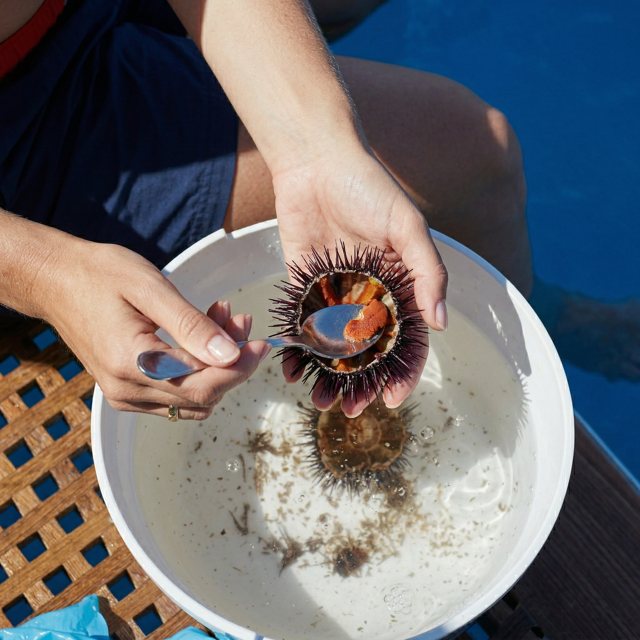 hands scooping fresh uni from urchin over bucket in sunlight